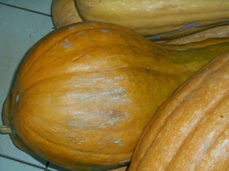 close-up of yellow pumpkins at 'Agrotouristic Women's Cooperative of Mesotopos Lesvos'